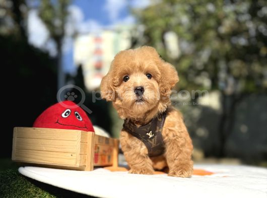 Mini Maltipoo Güzel Yüzlü Bebekler görsel
