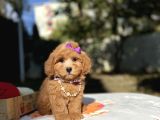 Seçkin Ailelere Özel Maltipoo Yavrular