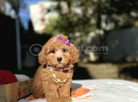 Seçkin Ailelere Özel Maltipoo Yavrular görsel
