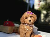 Seçkin Ailelere Özel Maltipoo Yavrular