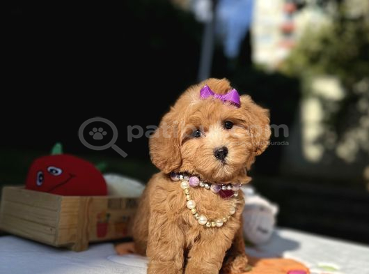 Seçkin Ailelere Özel Maltipoo Yavrular görsel