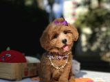 Seçkin Ailelere Özel Maltipoo Yavrular