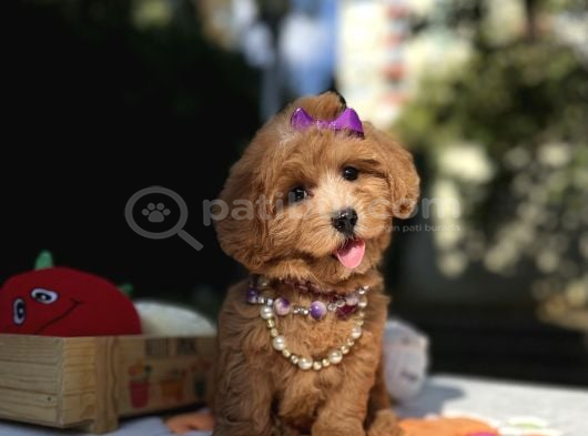 Seçkin Ailelere Özel Maltipoo Yavrular görsel