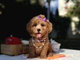 Seçkin Ailelere Özel Maltipoo Yavrular