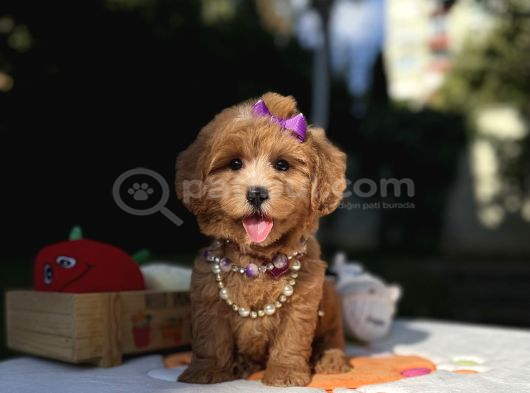 Seçkin Ailelere Özel Maltipoo Yavrular görsel