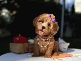 Seçkin ailelere özel maltipoo yavrular