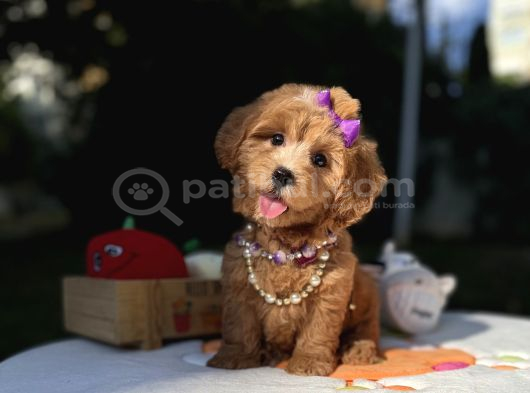 Seçkin Ailelere Özel Maltipoo Yavrular