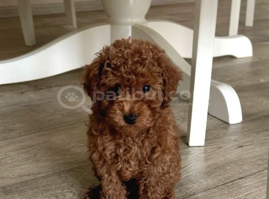 A Kali̇te Toy Poodle görsel