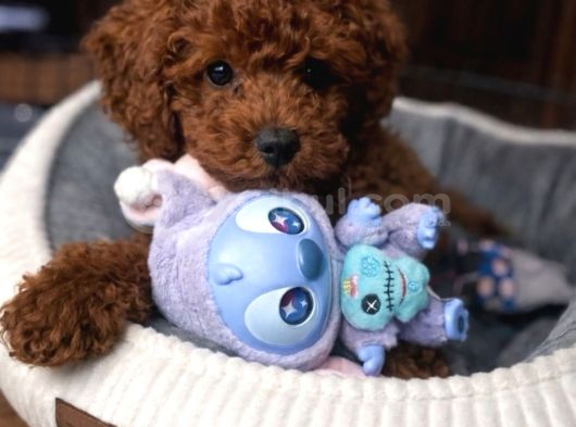 Güzelli̇ği̇n Tanimi Toy Poodle Bebek
