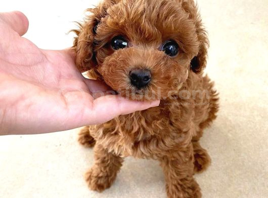 Irk Garanti̇li̇ Toy Poodle Bebek