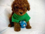 Eşsi̇z Toy Poodle Bebek