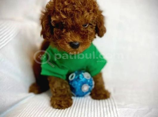 Eşsi̇z Toy Poodle Bebek