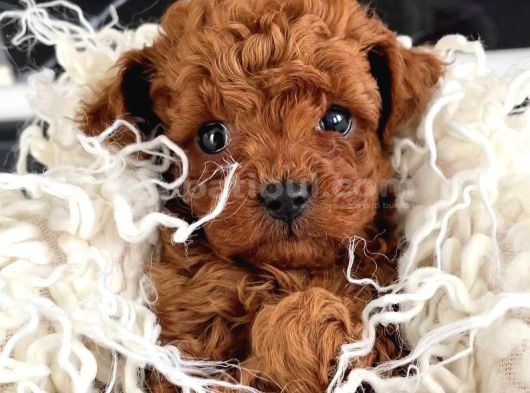 Küçücük Toy Poodle Bebekler görsel