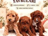 Toy Poodle Bebişlerimiz Aşılı Ve Teslime Hazır