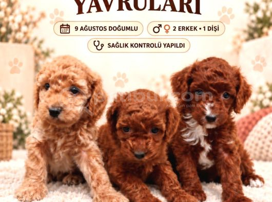 Toy Poodle Bebişlerimiz Aşılı Ve Teslime Hazır