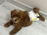 Maltipoo