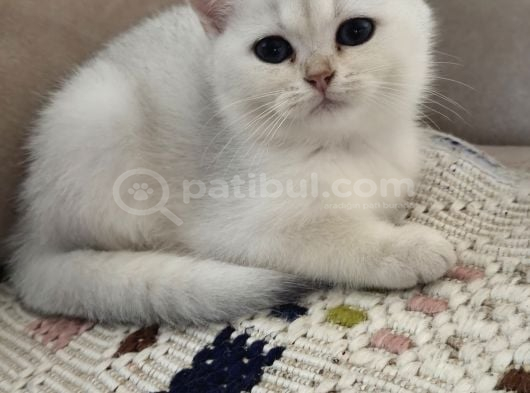 3 Aylık British Shorthair Dişi Yavrularım görsel
