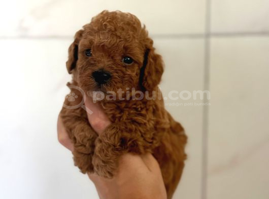 Bodrum Toy Poodle Yavru