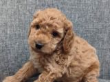 Toy Poodle Bebişlerimiz Aşılı Ve Teslime Hazır