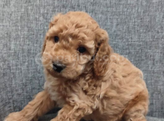 Toy Poodle Bebişlerimiz Aşılı Ve Teslime Hazır görsel