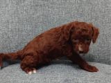 Toy Poodle Bebişlerimiz Aşılı Ve Teslime Hazır