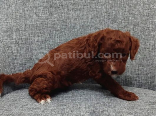 Toy Poodle Bebişlerimiz Aşılı Ve Teslime Hazır görsel