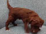 Toy Poodle Bebişlerimiz Aşılı Ve Teslime Hazır