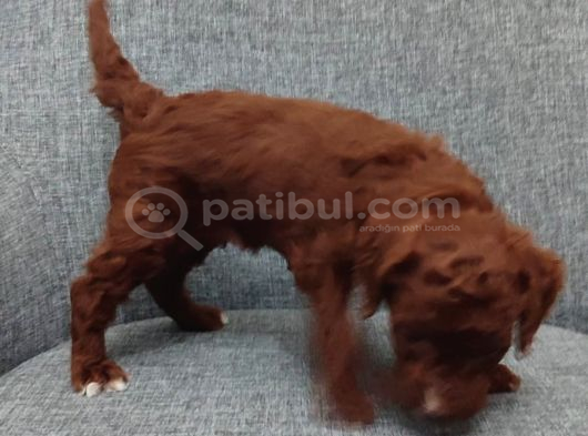 Toy Poodle Bebişlerimiz Aşılı Ve Teslime Hazır görsel