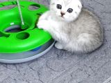 Silver Tabby Scottish Fold İstanbul