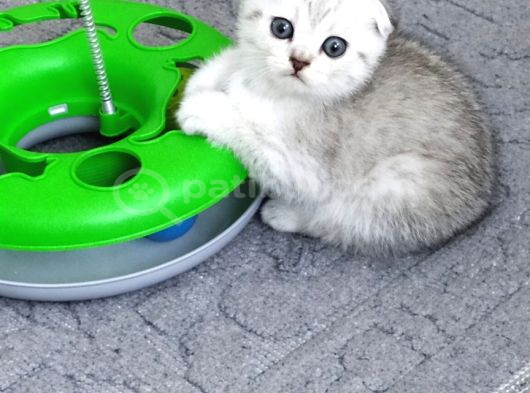 Silver Tabby Scottish Fold İstanbul görsel