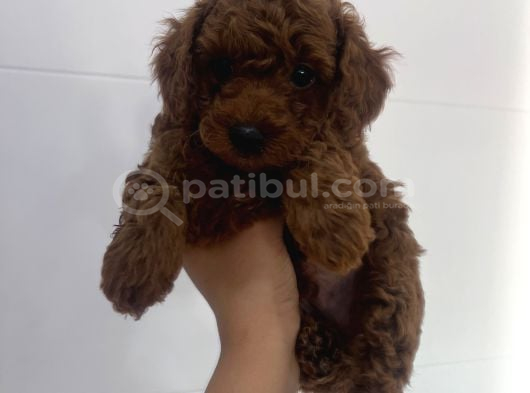 Orijinal Kore Teacup Yavrularımız görsel