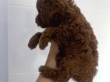 Orijinal Kore Teacup Yavrularımız