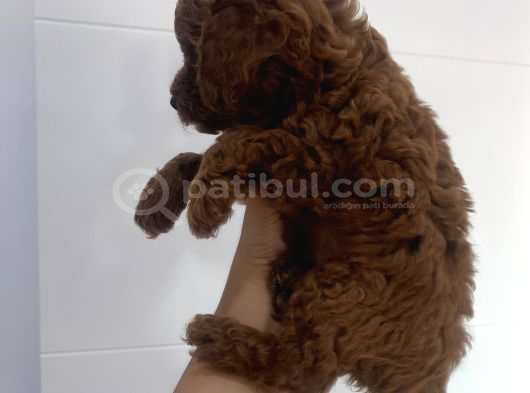 Orijinal Kore Teacup Yavrularımız görsel