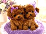 Poodle Kore Teacup Yavrularımız
