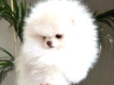 Irk Garantili Pomeranian Yavrularımız