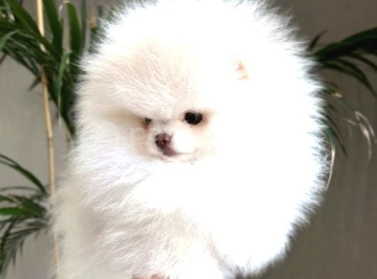 Irk Garantili Pomeranian Yavrularımız görsel