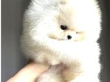 Irk Garantili Pomeranian Yavrularımız