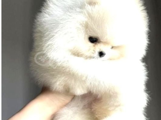 Irk Garantili Pomeranian Yavrularımız görsel