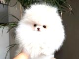 Irk Garantili Pomeranian Yavrularımız