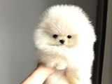 Irk Garantili Pomeranian Yavrularımız