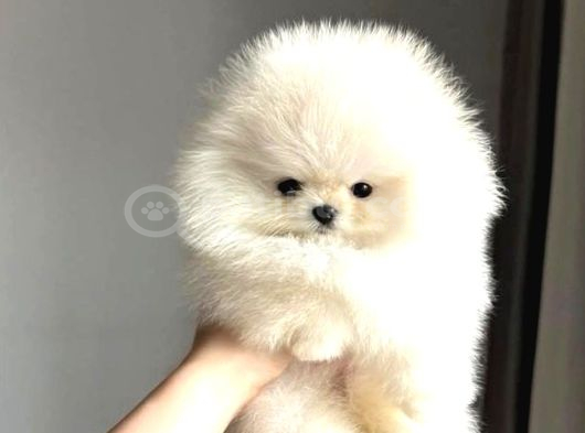 Irk Garantili Pomeranian Yavrularımız görsel