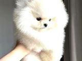 Irk Garantili Pomeranian Yavrularımız