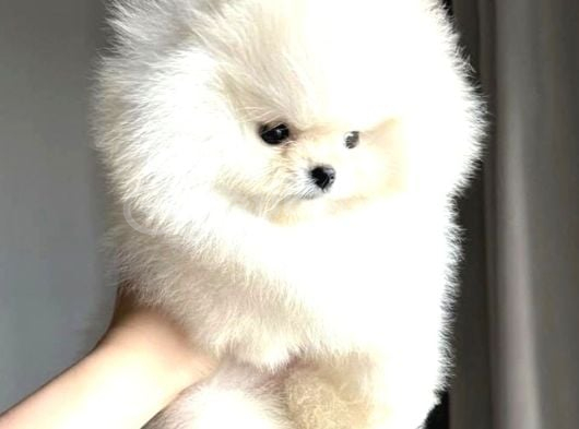 Irk garantili pomeranian yavrularımız