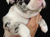 Özel Desenli Merle French Bulldog Show Kalite Yavrumuz