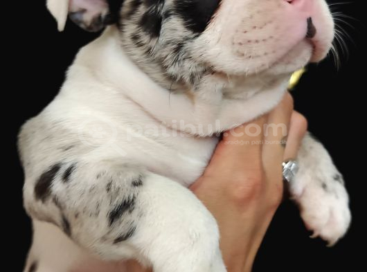 Özel Desenli Merle French Bulldog Show Kalite Yavrumuz görsel