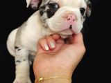 Özel Desenli Merle French Bulldog Show Kalite Yavrumuz