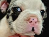 Özel Desenli Merle French Bulldog Show Kalite Yavrumuz