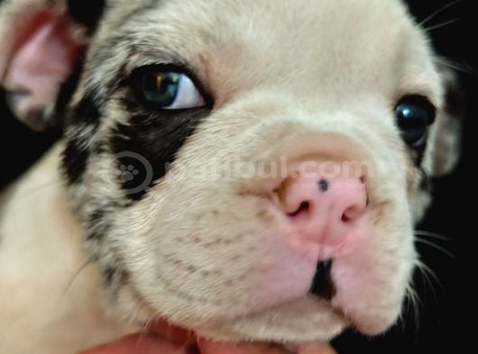 Özel Desenli Merle French Bulldog Show Kalite Yavrumuz görsel