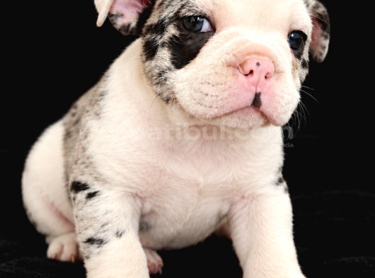 Özel Desenli Merle French Bulldog Show kalite yavrumuz