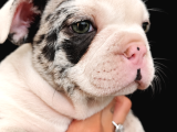 Özel Desenli Merle French Bulldog Show Kalite Yavrumuz